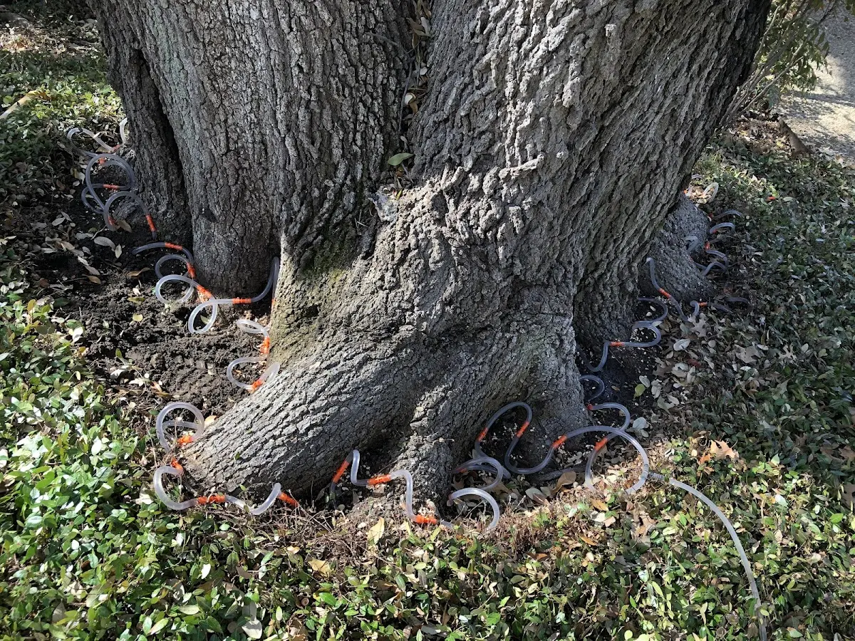 Detailed Tree Cabling and Bracing job site in Wishon