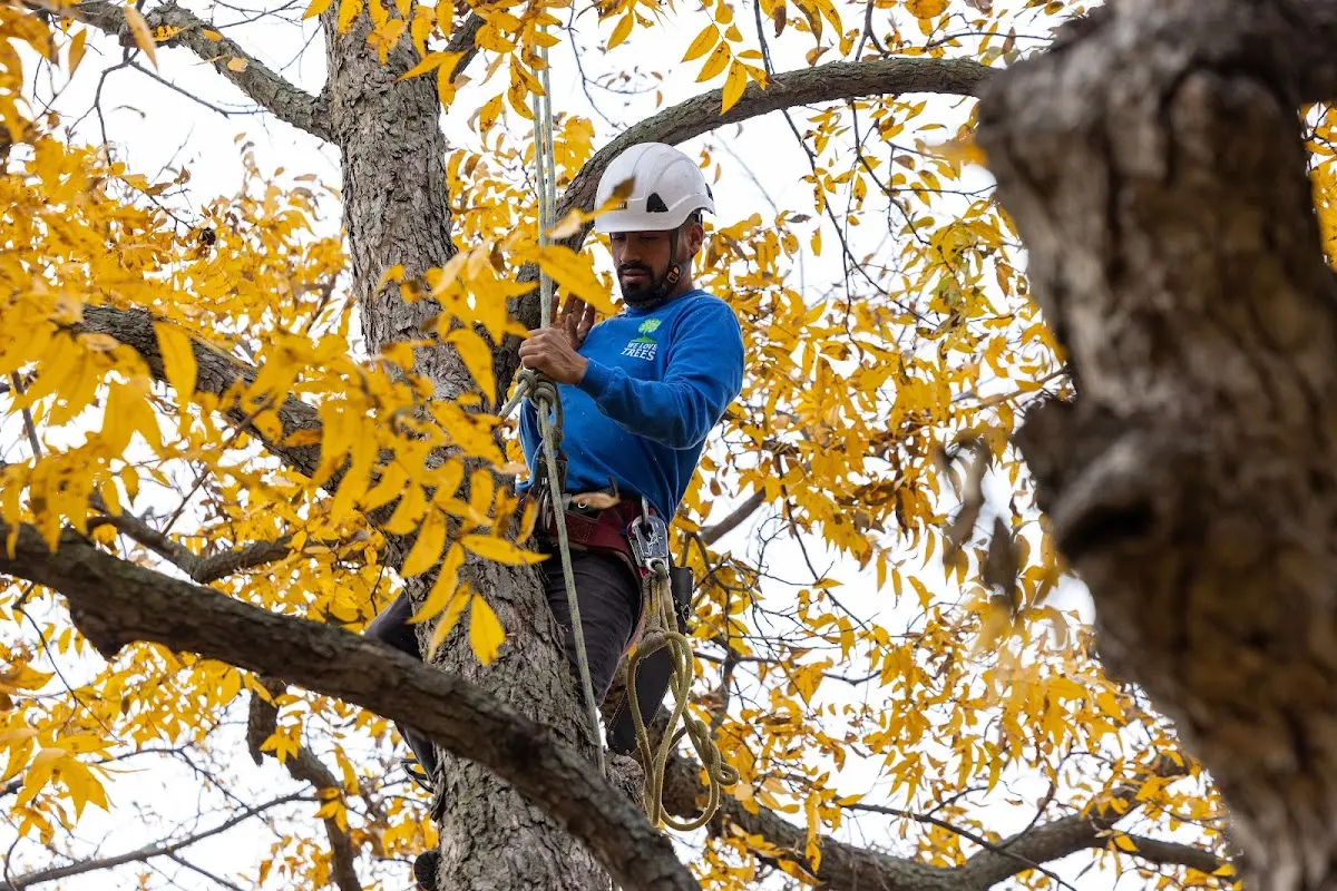 Skilled Storm Damage Cleanup crew working in Wishon